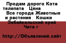  Продам дорого Кота-телепата › Цена ­ 4 500 000 - Все города Животные и растения » Кошки   . Забайкальский край,Чита г.